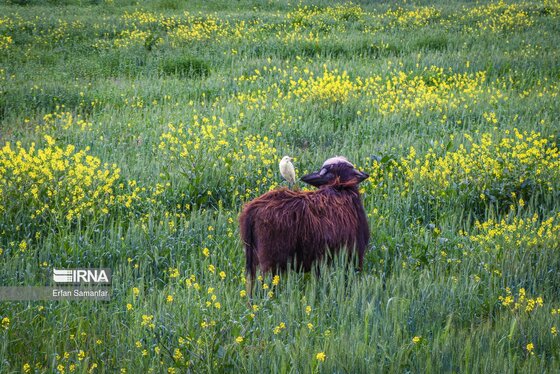ایران زیباست | حیات وحش منطقه «چمیم»