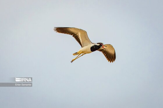 ایران زیباست | حیات وحش منطقه «چمیم»