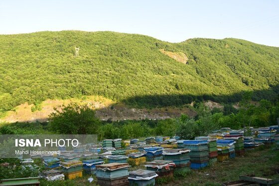 ایران زیباست | زنبورستان‌های آستارا