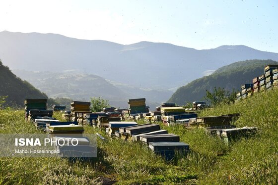 ایران زیباست | زنبورستان‌های آستارا