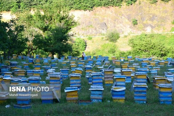 ایران زیباست | زنبورستان‌های آستارا