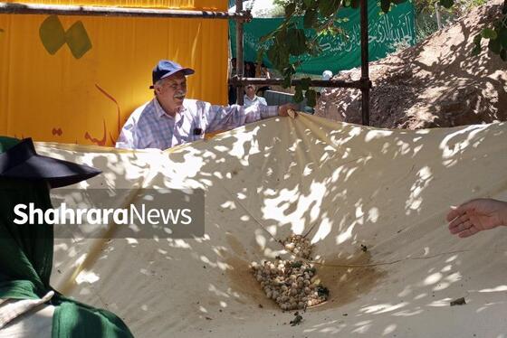 اولین جشنواره «توت» شاندیز برگزار شد | یک روز شاد در دل طبیعت