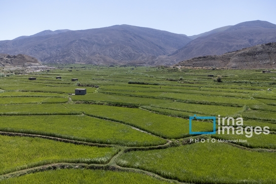 ایران زیباست | کشت پلکانی شالی