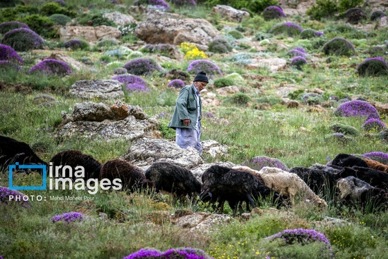 ایران زیباست | ییلاق در کوهستان