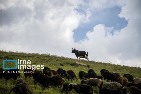 ایران زیباست | ییلاق در کوهستان