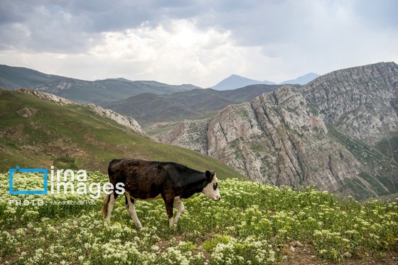 ایران زیباست | ییلاق در کوهستان