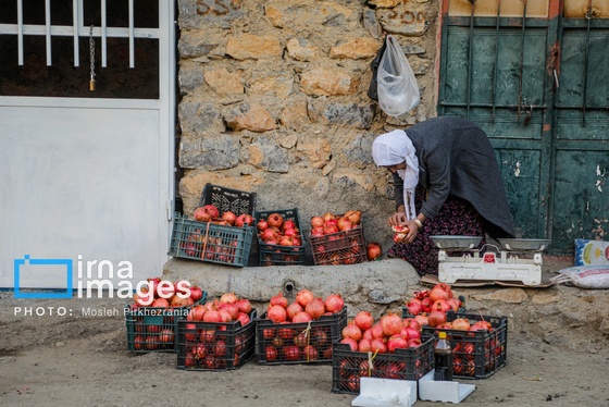 ایران زیباست | برداشت انار در «هورامان»