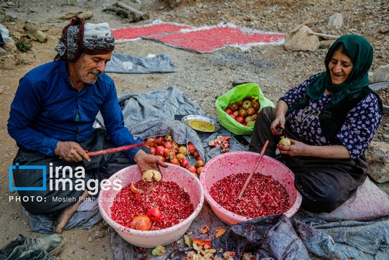 ایران زیباست | برداشت انار در «هورامان»