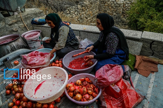 ایران زیباست | برداشت انار در «هورامان»