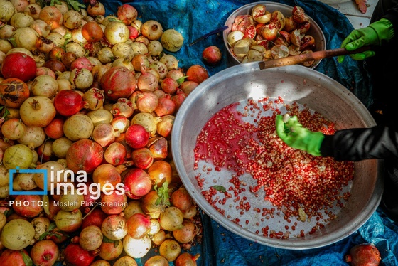 ایران زیباست | برداشت انار در «هورامان»