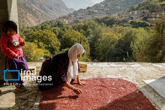 ایران زیباست | برداشت انار در «هورامان»