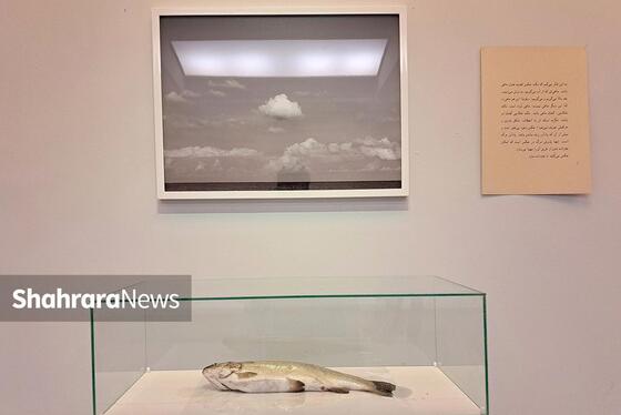 درنگی بر نمایشگاه «عکاسی، مرگ ماهی و چند مسئله دیگر»