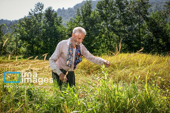 ایران زیباست | برنجِ خوش عطر گیلان