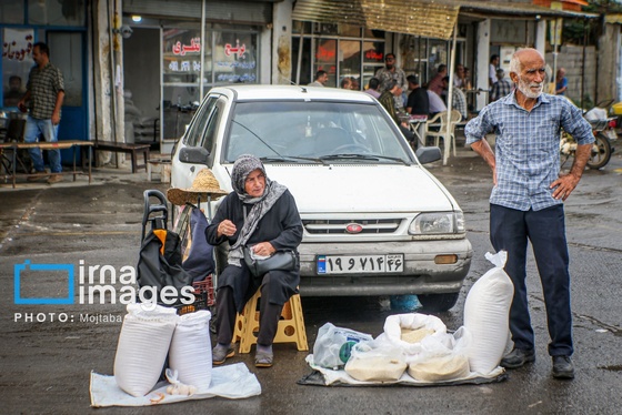 ایران زیباست | برنجِ خوش عطر گیلان