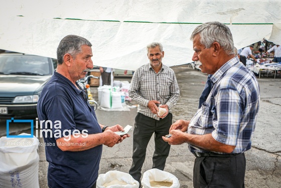 ایران زیباست | برنجِ خوش عطر گیلان