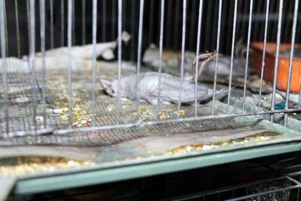 آتش‌سوزی مغازه «پرنده‌فروشی» در خیابان توحید مشهد/بخاری گازی بدون دودکش ده‌ها پرنده را به کشتن داد!