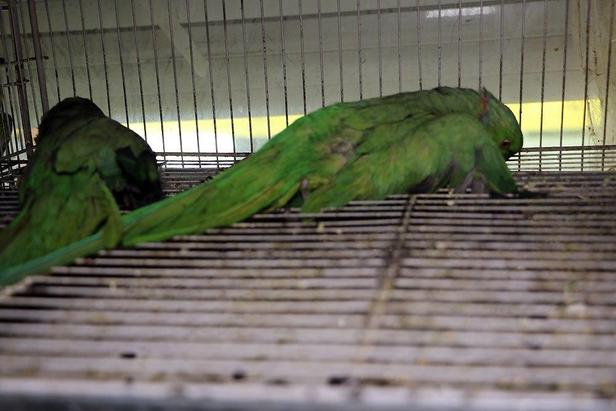 آتش‌سوزی مغازه «پرنده‌فروشی» در خیابان توحید مشهد/بخاری گازی بدون دودکش ده‌ها پرنده را به کشتن داد!