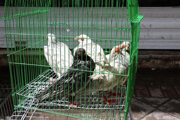 آتش‌سوزی مغازه «پرنده‌فروشی» در خیابان توحید مشهد/بخاری گازی بدون دودکش ده‌ها پرنده را به کشتن داد!