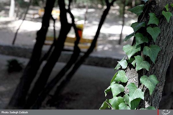 بوستان وكيل آباد آماده پذيرايي از زائران و مجاوران