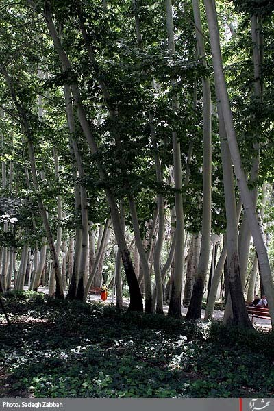 بوستان وكيل آباد آماده پذيرايي از زائران و مجاوران