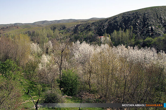 شکوفه باران بهار