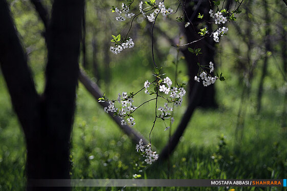 شکوفه باران بهار