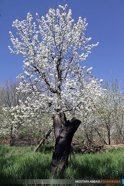 شکوفه باران بهار