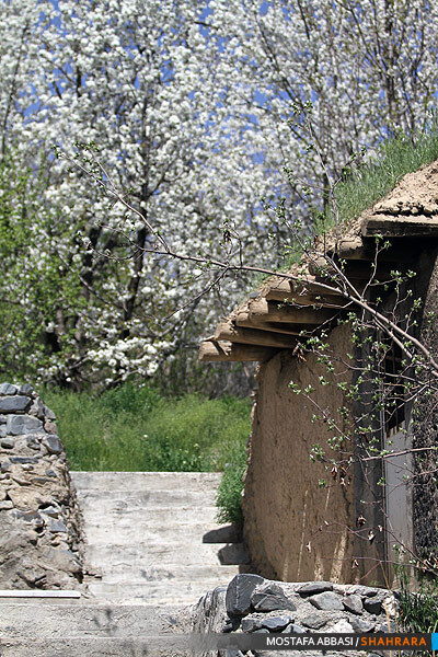 شکوفه باران بهار