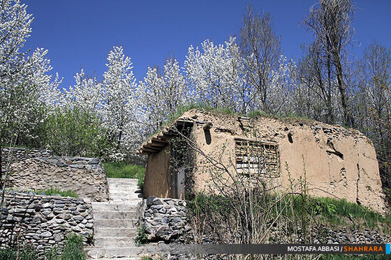 شکوفه باران بهار