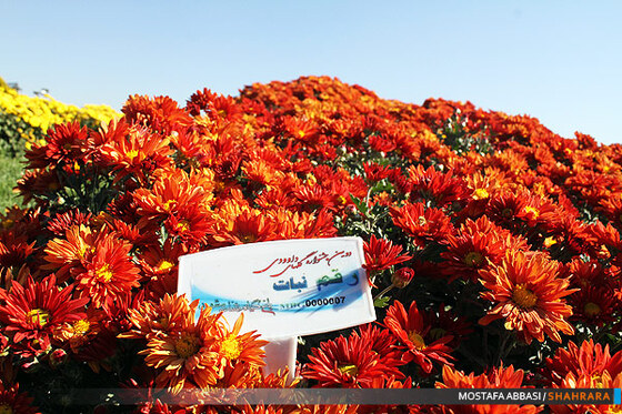 دومین جشنواره گلهای داودی در مشهد.