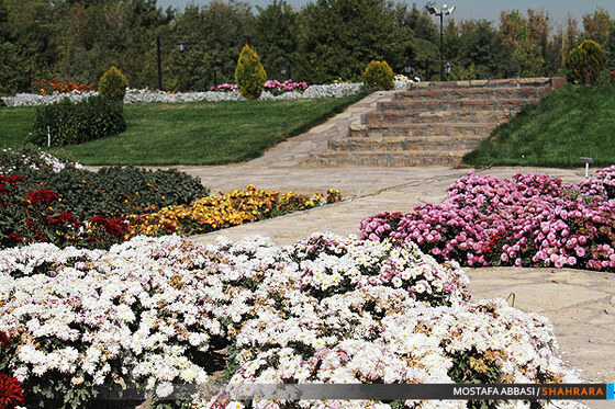 دومین جشنواره گلهای داودی در مشهد.