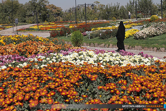 دومین جشنواره گلهای داودی در مشهد.