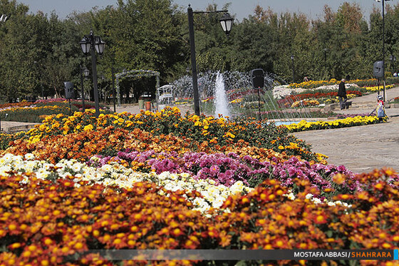 دومین جشنواره گلهای داودی در مشهد.