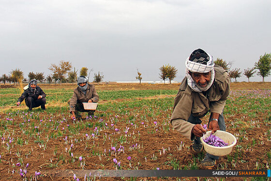 برداشت زعفران