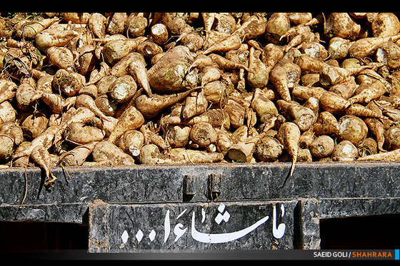 برداشت چغندر از مزارع خراسان