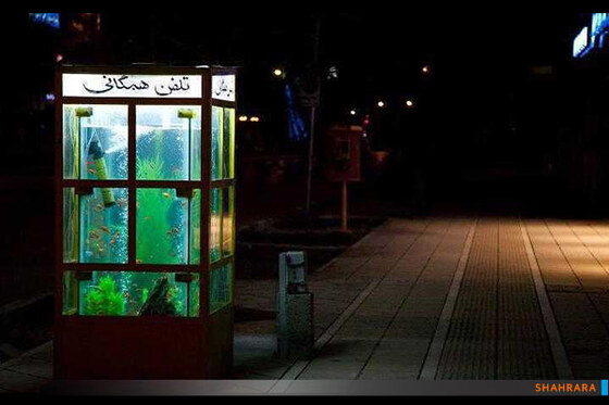 بخش آماتوری/اول: سجاد رئوف اصلی

