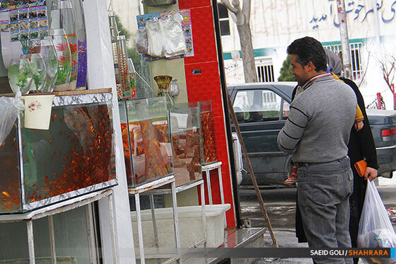 فروش ماهی قرمز