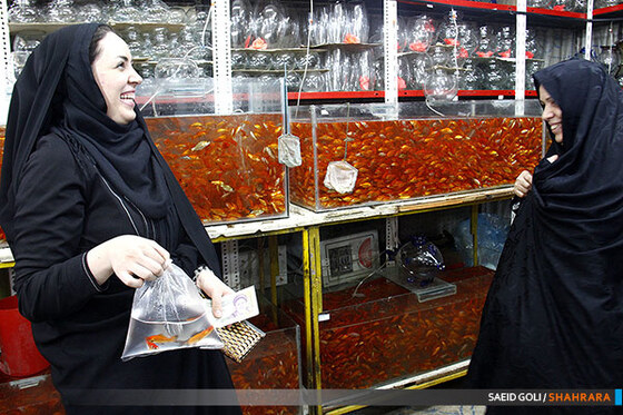فروش ماهی قرمز