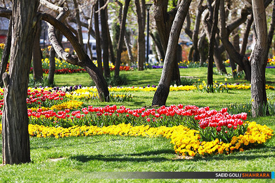 جشنواره گل های پیازی