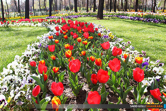 جشنواره گل های پیازی