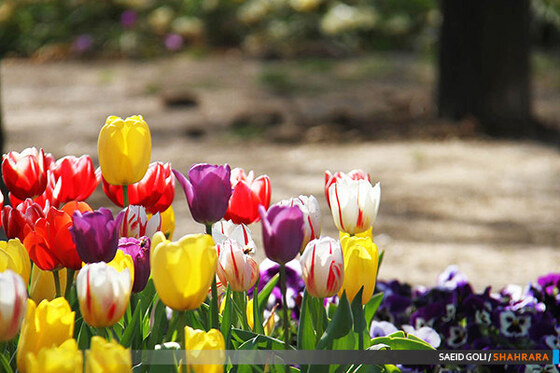جشنواره گل های پیازی