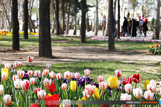 جشنواره گل های پیازی
