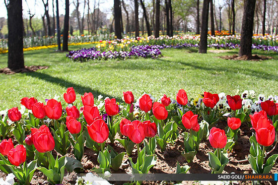 جشنواره گل های پیازی