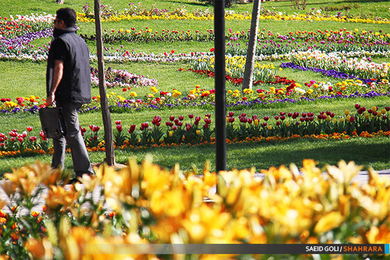 جشنواره گل های پیازی