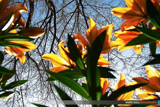 جشنواره گل های پیازی