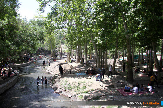 بوستان جنگلی وکیل آباد