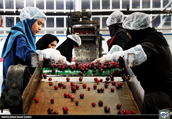 کارخانه تولید کمپوت گیلاس