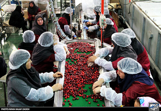 کارخانه تولید کمپوت گیلاس