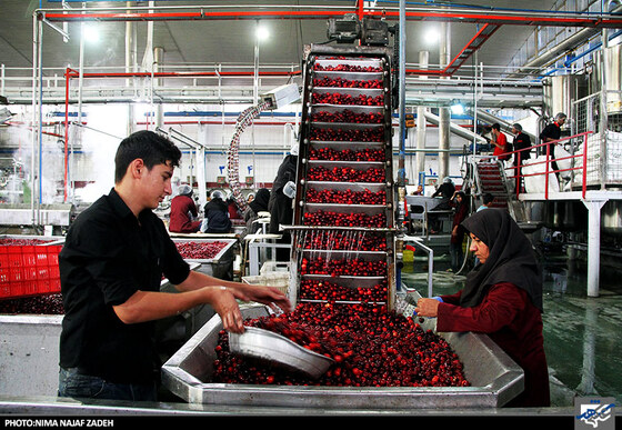 کارخانه تولید کمپوت گیلاس