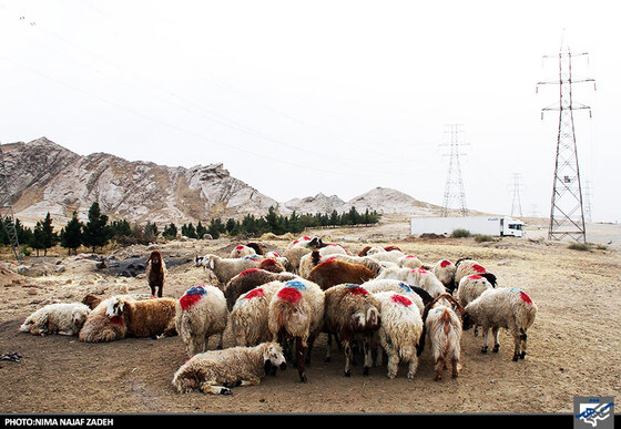 خرید و فروش دام